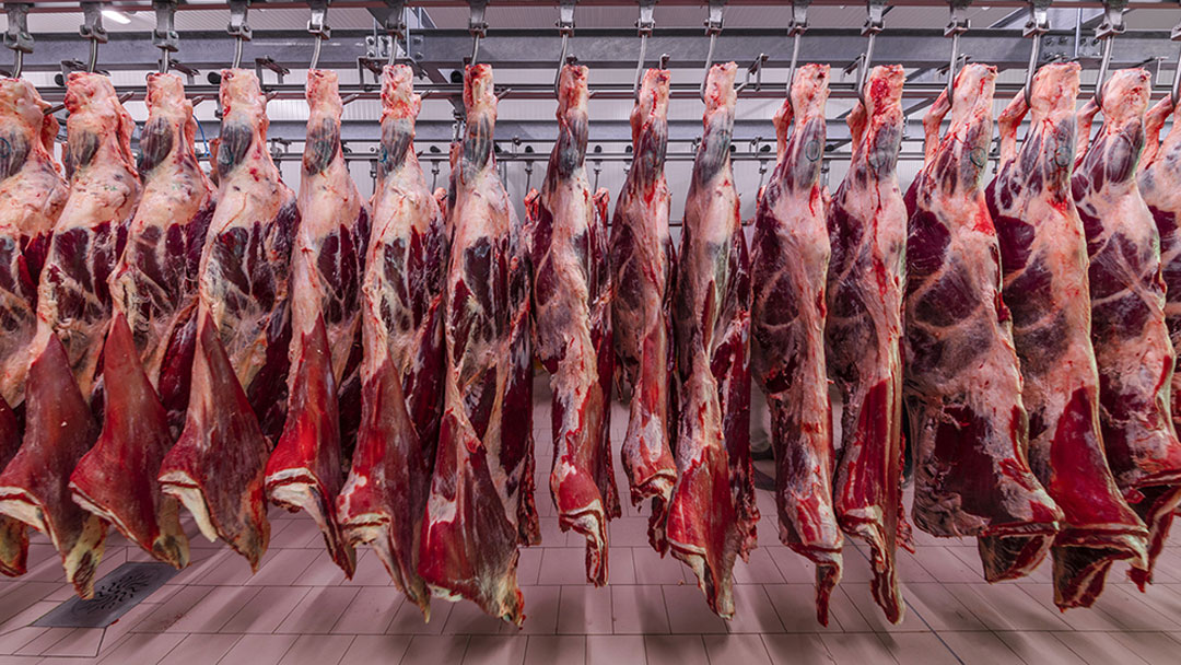 Multipanel Para Techo y Muro en Mataderos y Plantas Procesadoras de Carne